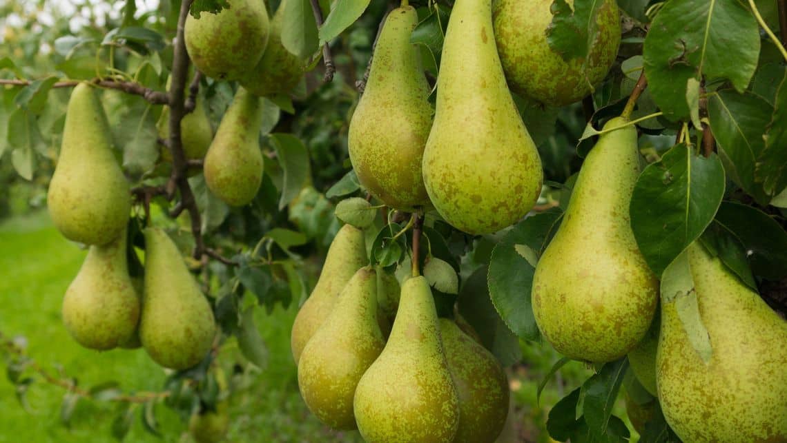 Peren